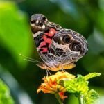 American Lady Butterfly