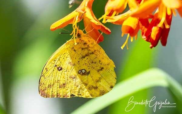 Apricot Sulphur Butterfly