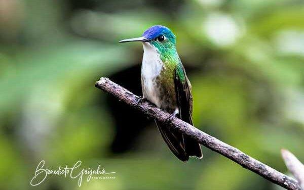 Azure-crowned Hummingbird