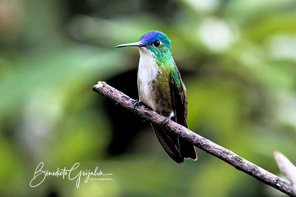 Azure-crowned Hummingbird | Birds of Guatemala | Birdwatching