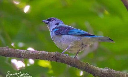 Azure – rumped Tanager