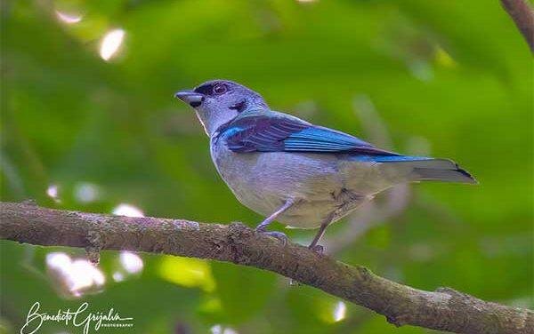 Azure – rumped Tanager