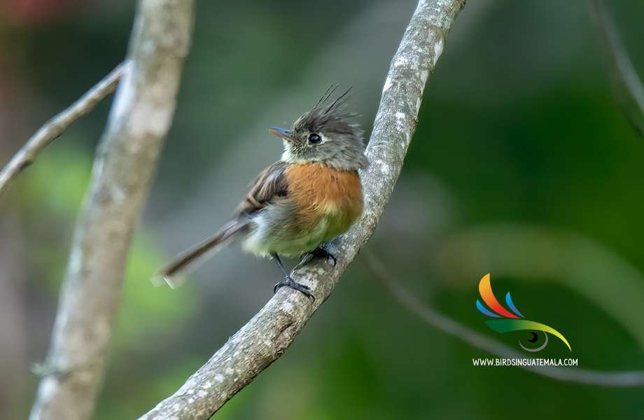 Beautiful Belted Flycatcher with unique plumage, showcasing its spiky crest and striking cinnamon belt on a branch in its natural habitat.