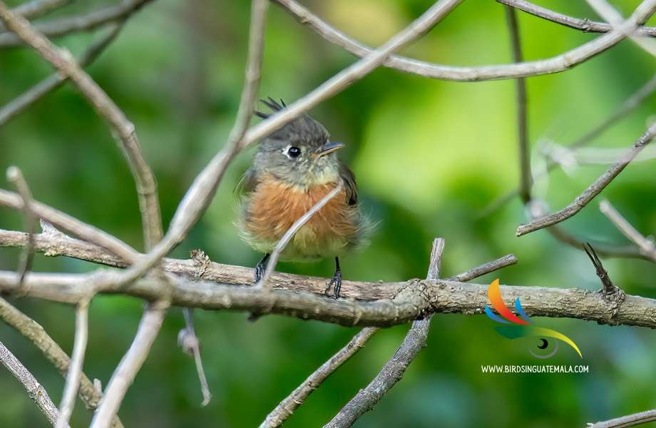 Elusive Belted Flycatcher perched discreetly in foliage, featuring a spiky crown and a subtle cinnamon breast band, a master of concealment in its natural habitat.