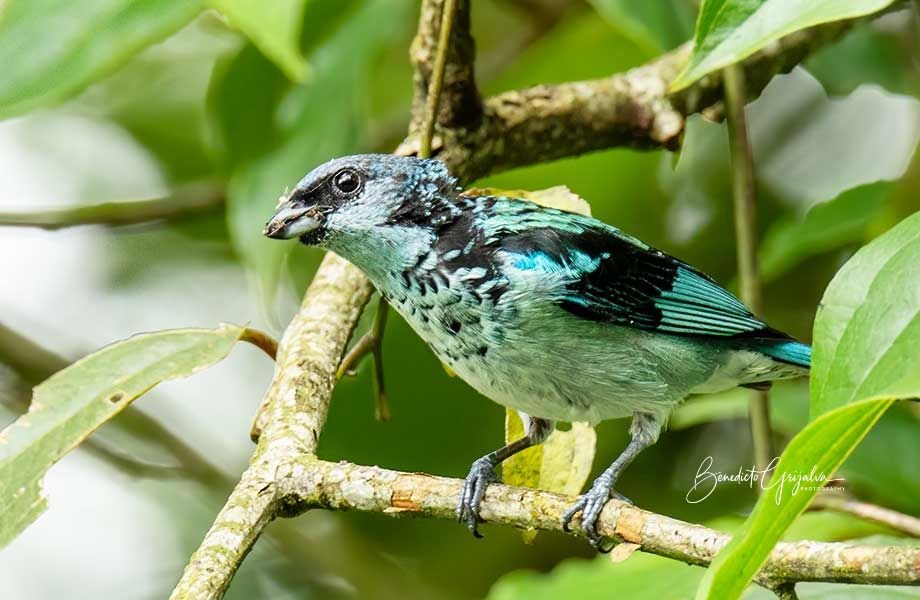 Colorful Azure-rumped Tanager amidst lush green foliage, a striking sight in the forests of Guatemala and Chiapas, Mexico.