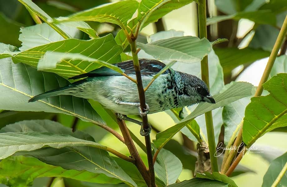Azure-rumped Tanager in mid-air, displaying its vibrant blue feathers as it glides through the forest.