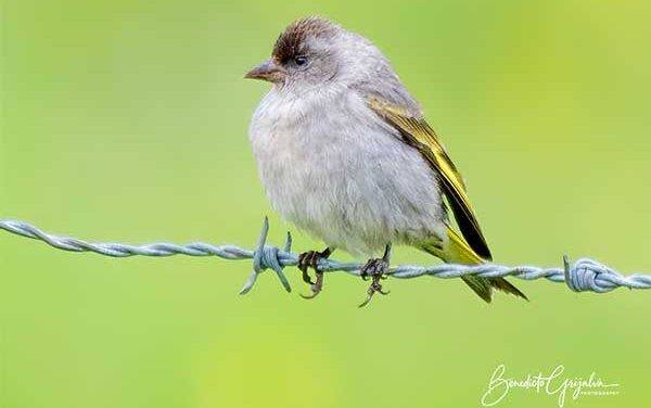 Black-capped Siskin