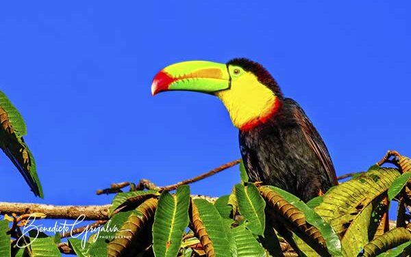 Keel-billed Toucan