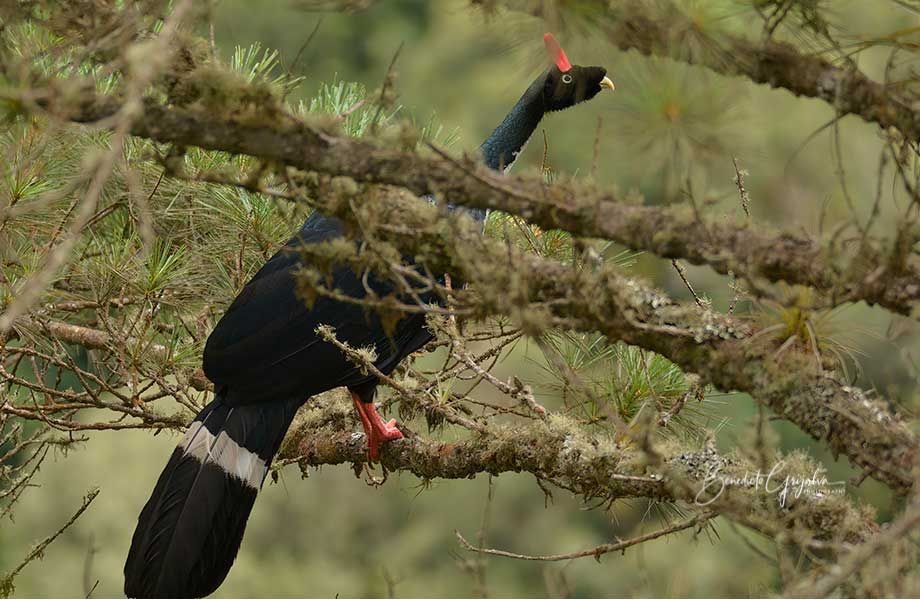 Horned Guan photographed during our Guatemala Birding Expedition