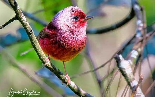 Pink-headed Warbler