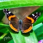 Red Admiral Butterfly