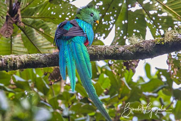 Resplendent Quetzal (Pharomachrus mocinno mocinno)