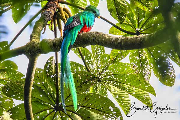 Resplendent Quetzal