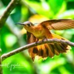 Antigua Guatemala Birding Tour