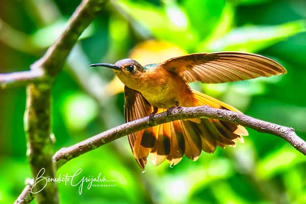 Antigua Guatemala Birding Tour