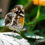 Texan Crescent Butterfly
