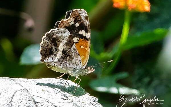 Texan Crescent Butterfly