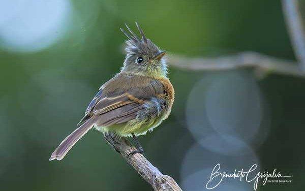 Belted Flycatcher