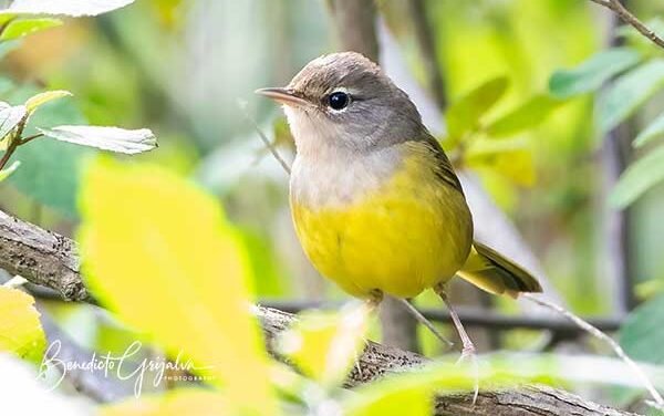 MacGillivray’s Warbler