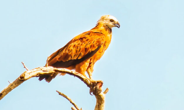 Black-collared Hawk