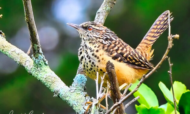 Band-backed Wren