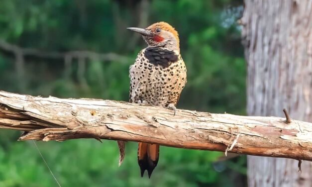 Understanding Guatemala’s Bird Habitats: From Cloud Forests to Coastal Plains