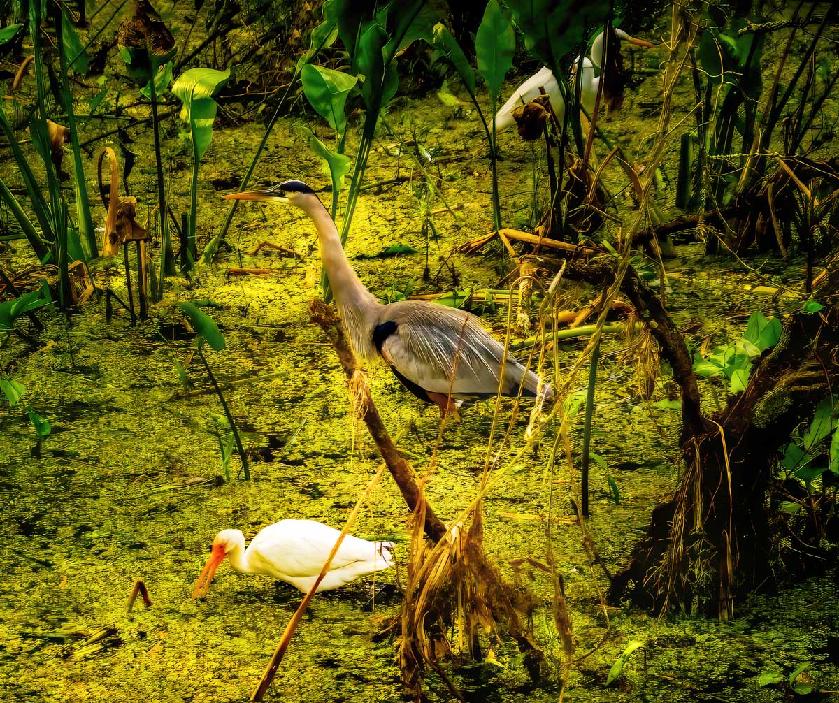 A captivating view of a lush mangrove swamp with twisted roots emerging from the water. Various bird species, such as herons and egrets, find refuge in this unique habitat, utilizing the complex network of sources for perching and nesting.