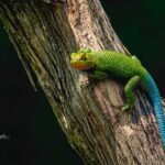 Guatemalan Emerald Spiny Lizard