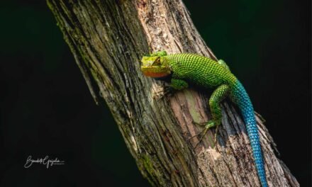 Guatemalan Emerald Spiny Lizard