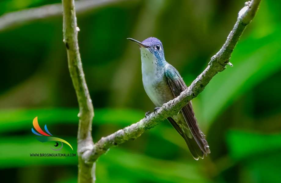 Azure-crowned Hummingbird amidst lush green foliage, showcasing its dazzling blue crown and intricate wing patterns.