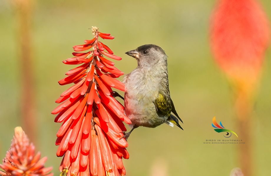 Beautiful Black-capped Siskin perched on a flower, savoring nectar with its distinctive black cap on display