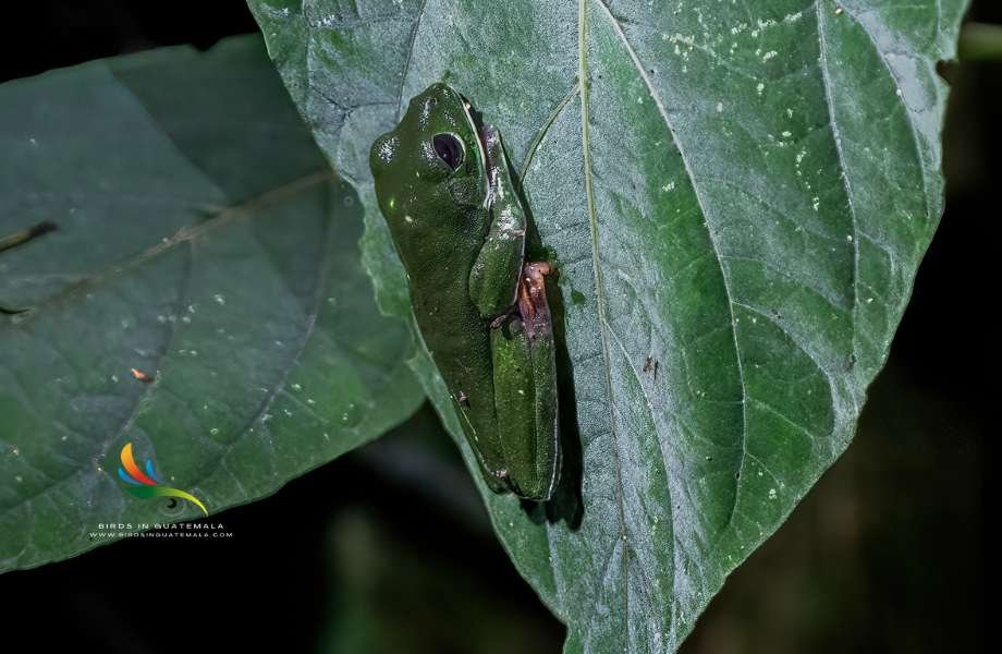 Agalychnis moreletii on a leaf within the tropical forest of Guatemala