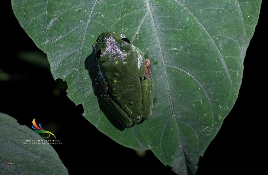 Tree Frog, displaying its radiant green skin, rests comfortably on a leaf in its subtropical home.
