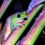 Morelet’s Tree Frog: A Colorful Amphibian’s Journey