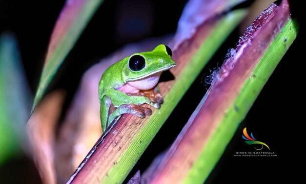 Morelet’s Tree Frog: A Colorful Amphibian’s Journey