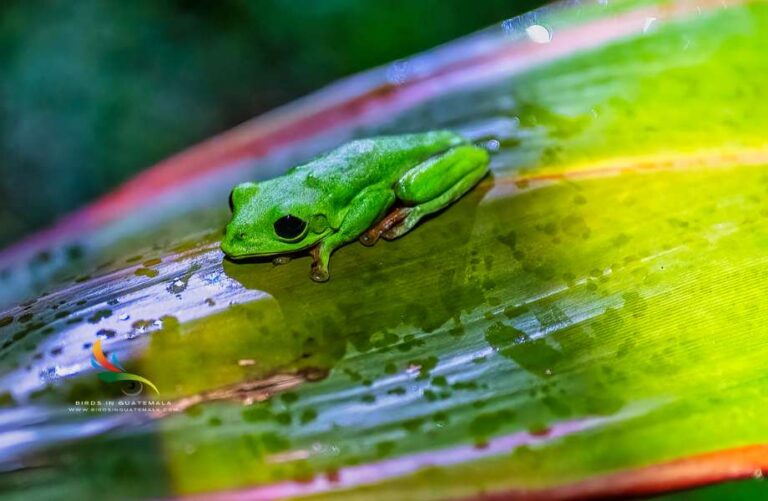 Morelet's Tree Frog A Colorful Amphibian's Journey