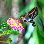 Hummingbird Moth