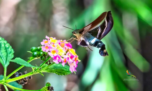 Hummingbird Moth