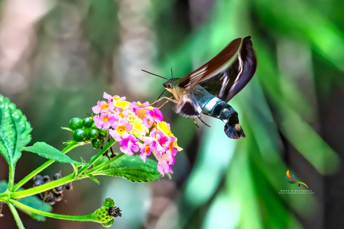 A Hummingbird Moth with intricate wing patterns hovers over a colorful Lantana flower, its long proboscis extended for feeding, set against the backdrop of a garden in Antigua Guatemala