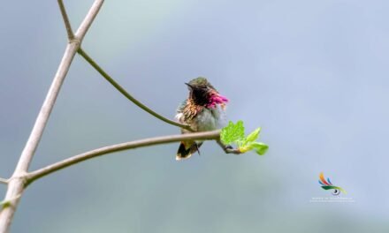 Wine-throated Hummingbird Identification Guide