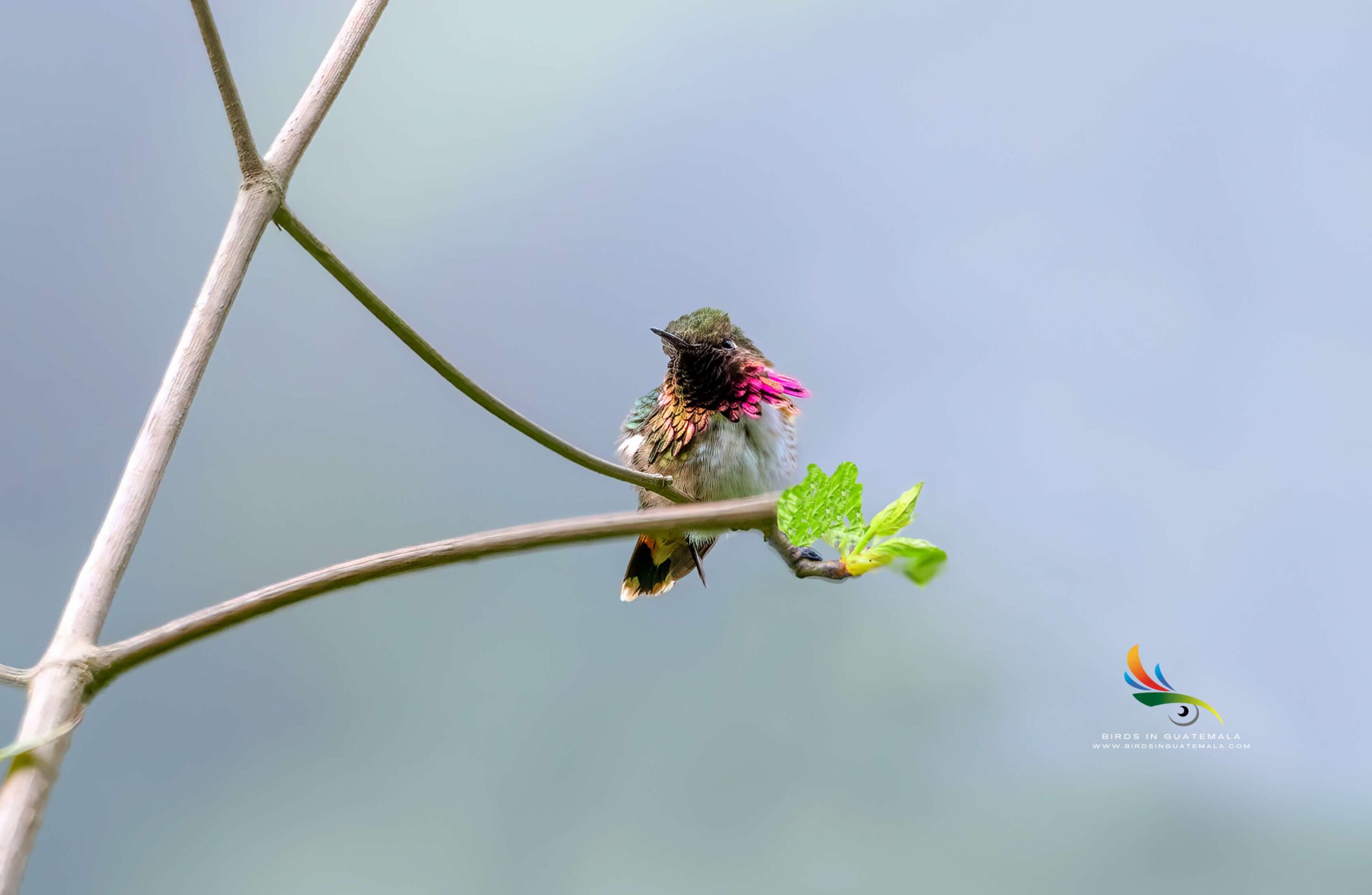 Close-up of a Wine-Throated Hummingbird sitting on a branch, its radiant colors complemented by the surrounding greenery