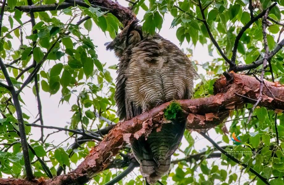 Great-horned Owl caught in a moment of repose, its eyes closed in sleep, while perched on a tree by the shores of Lake Atitlan