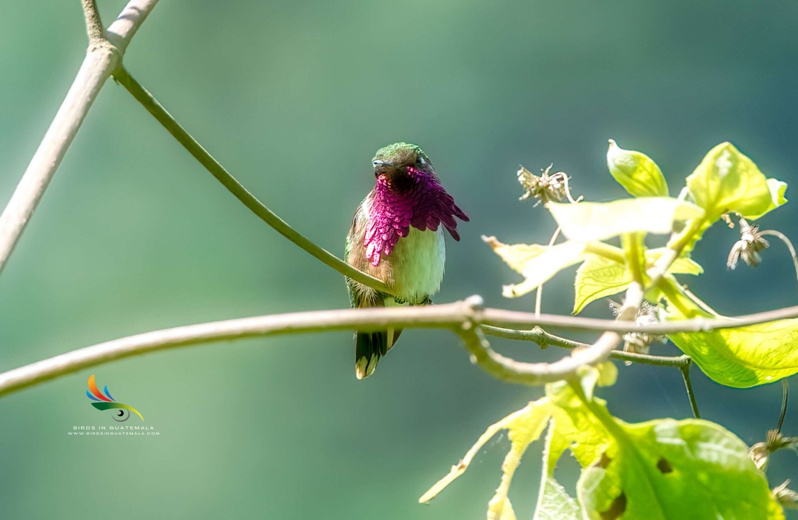 A Wine-Throated Hummingbird perched gracefully on a tree branch, framed by lush green leaves