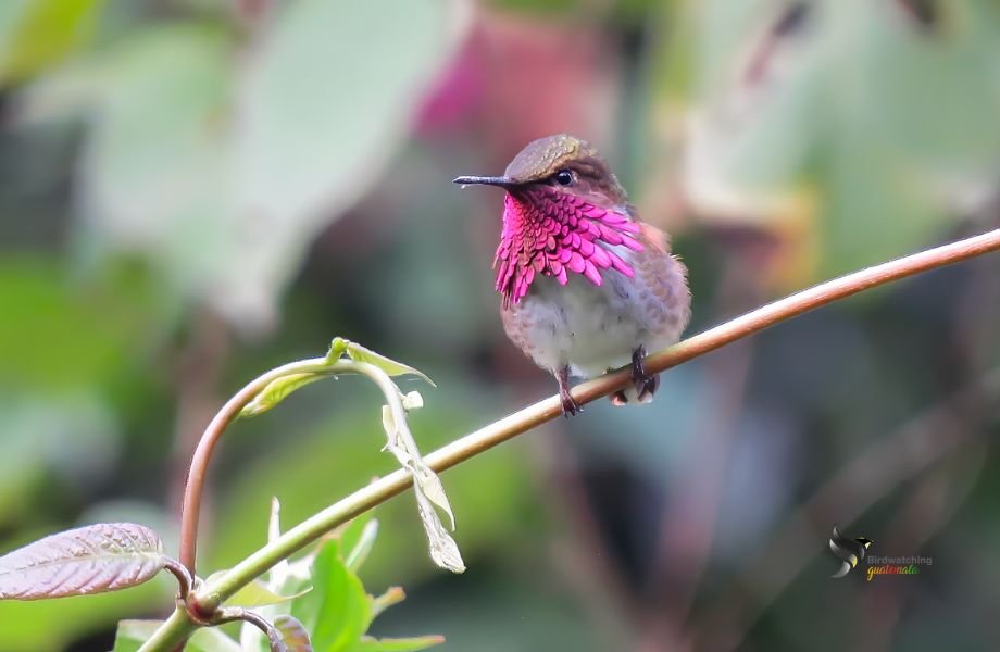 Tiny Wine-throated Hummingbird captured perched on a branch, highlighting its striking magenta throat plumage.