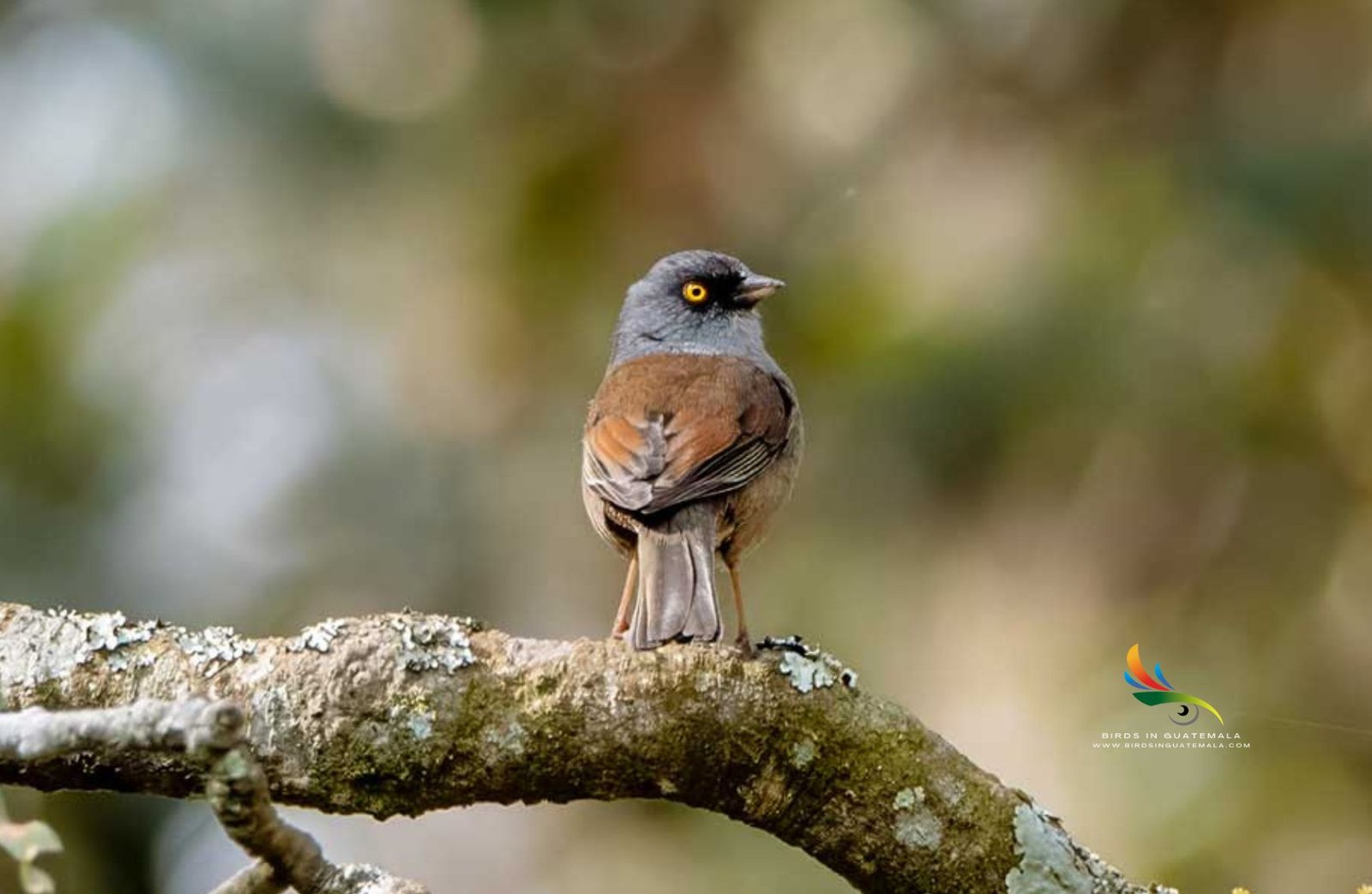 A Yellow-eyed Junco perches gracefully on a branch, showcasing its distinctive yellow eyes and rusty back, amidst the lush scenery of the Guatemala Highlands