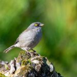 Yellow-eyed Junco