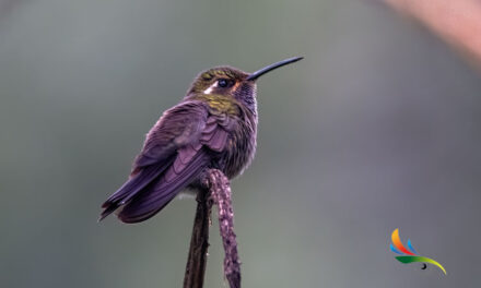 Amethyst-throated Mountain-gem